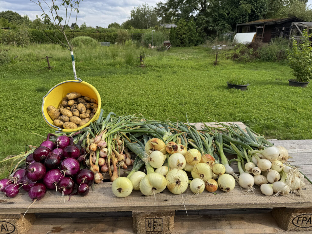 🌧️☀️ 
Zwischen Regen und Radieschen –Spätsommerstimmung im Garten.

Drei Wochen Dauerregen – aber unsere Gärten haben’s tapfer überstanden! Jetzt zeigt sich endlich wieder die Sonne und belohnt uns mit einem kleinen Spätsommer-Revival.
Trotz nasser Füße und matschiger Beete sieht man’s den Parzellen an: Die Erntezeit ist in vollem Gange! Tomaten reifen (endlich), Zucchini haben gefühlt den Garten übernommen und auch Beeren und Kräuter sind noch reichlich zu finden.
Die Saison ist zwar schon auf der Zielgeraden, aber es gibt noch genug zu tun und zu genießen. Und vielleicht gibt’s ja doch noch ein paar goldene Augusttage?
